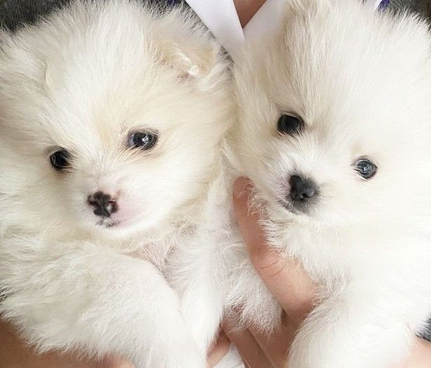 Super Pomerania Puppies for sale 