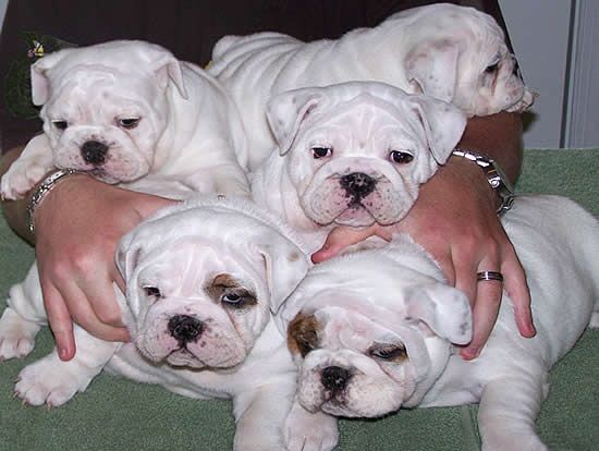 champion English Bulldog Puppies males and females for sale