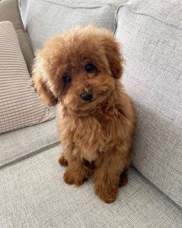 Two Top Class toy poodle  Puppies Available