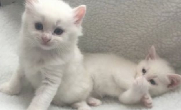 Cute Persian  kittens for sale whats-app me at +17722060618 