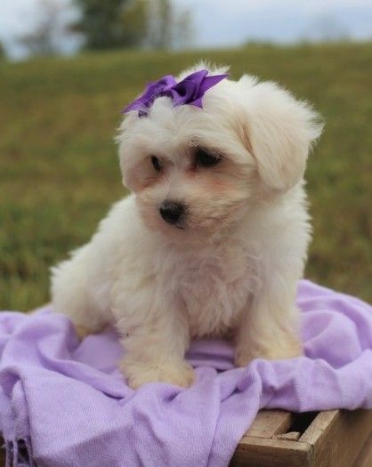 We have beautiful Maltese puppies available