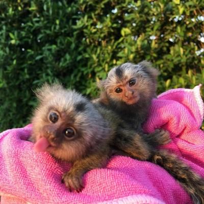 Cute Finger Marmoset Monkeys for sale