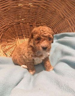 Two Top Class toy poodle Puppies Available