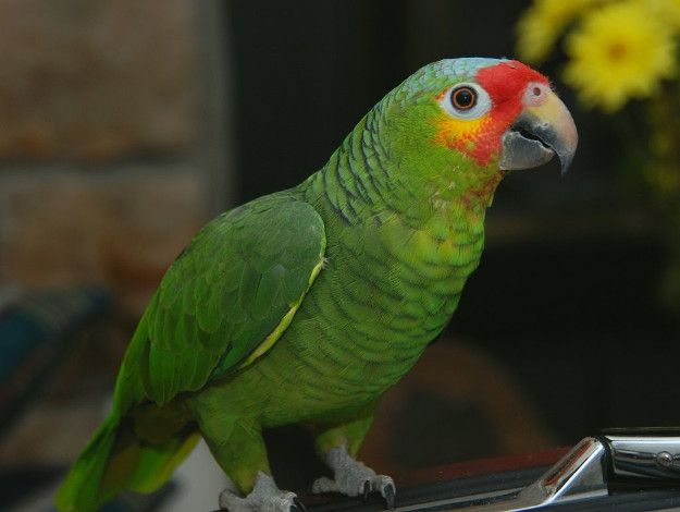 FERTILE OSTRICH AND PARROTS EGGS WITH PARROTS BIRD