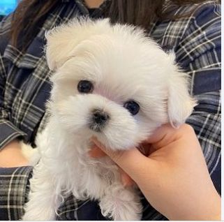  Beautiful Maltese Puppies Available